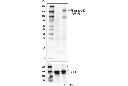 Phospho-c-Kit (Tyr823) Antibody